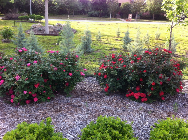 2012/00(Landscaping)/800x600_2012-04-02-6607 Conifer Cove-52.jpg